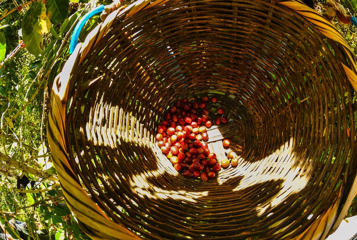 Fresh Ethiopian coffee basket showcase