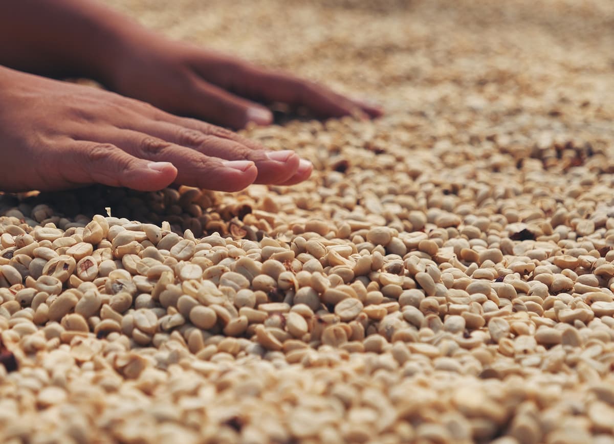 Roasted coffee beans background texture
