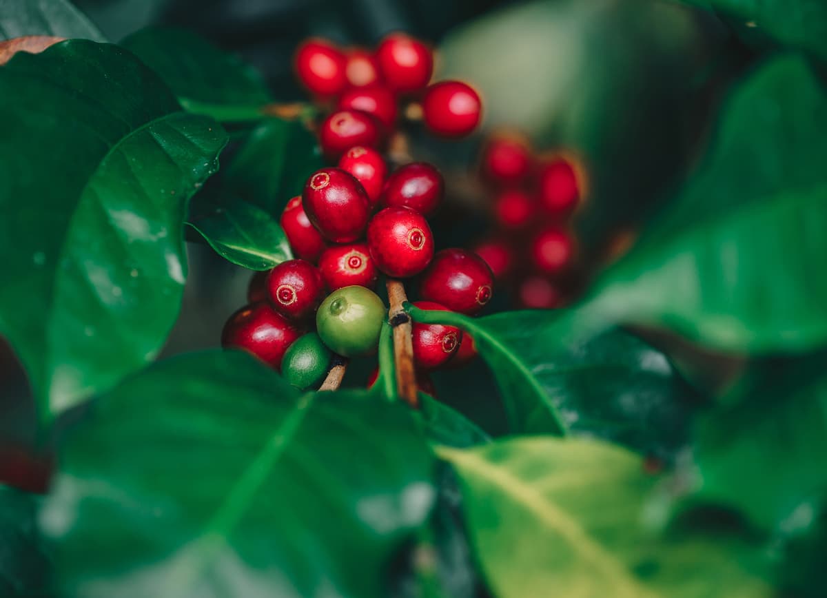 Ripe red coffee cherries background